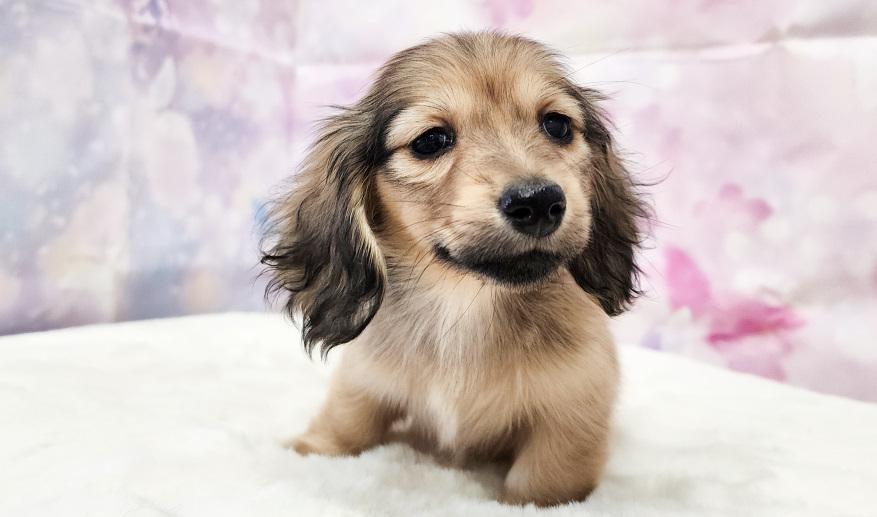 アニのSイエロー女の子③ シェーデッド・イエロー女の子