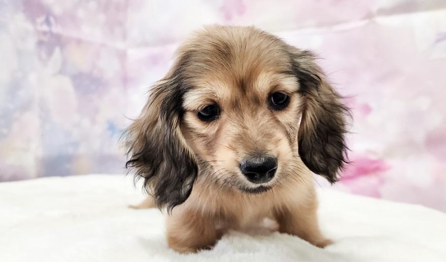 アニのSイエロー女の子③ シェーデッド・イエロー女の子