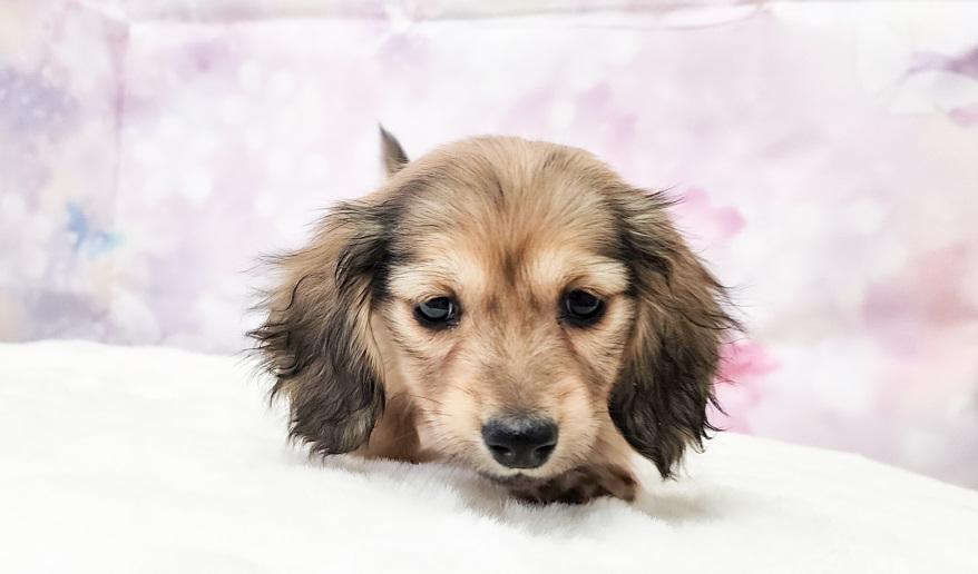 アニのSイエロー女の子③ シェーデッド・イエロー女の子