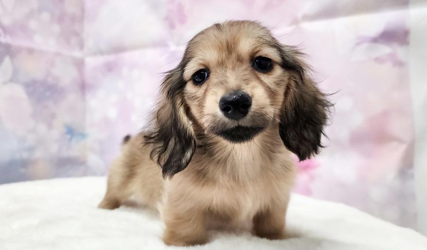 アニのSイエロー女の子③ シェーデッド・イエロー女の子