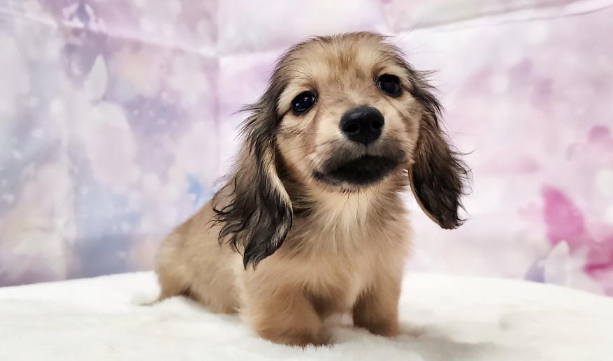 アニのSイエロー女の子③ シェーデッド・イエロー女の子