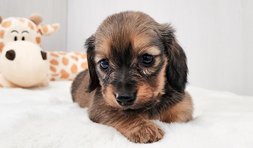 アニのSレッド女の子④ シェーデッドレッド女の子