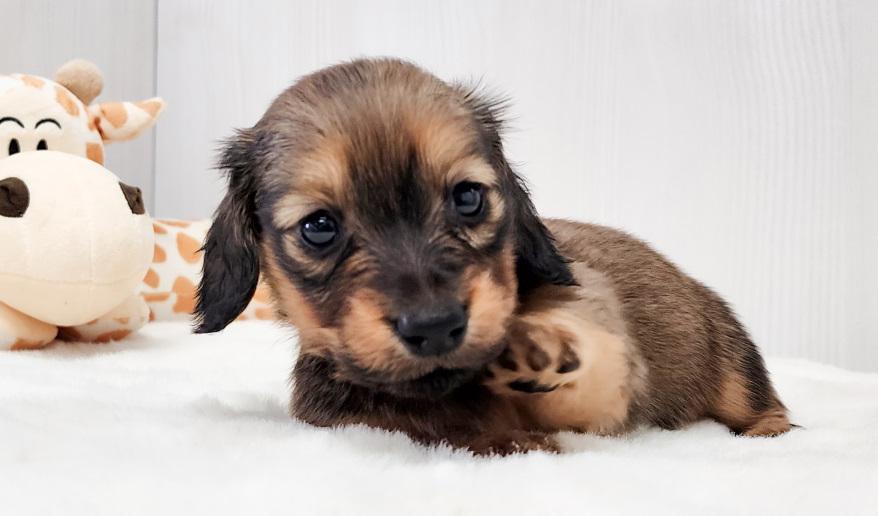 アニのSレッド女の子④ シェーデッドレッド女の子