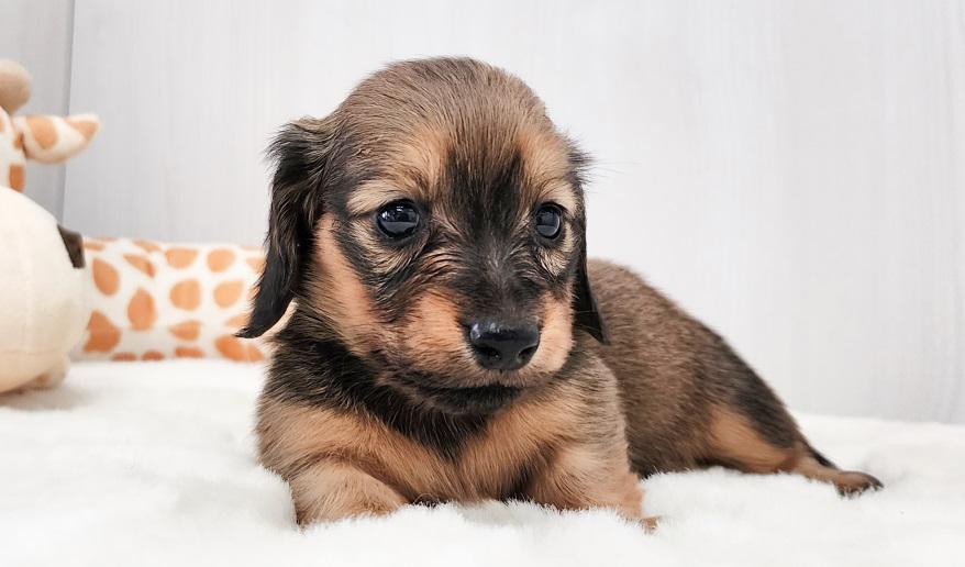 アニのSレッド女の子④ シェーデッドレッド女の子