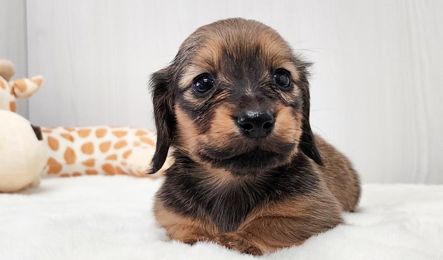 アニのSレッド女の子④ シェーデッドレッド女の子