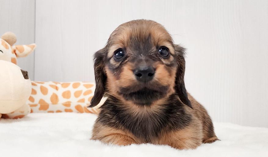 アニのSレッド女の子④ シェーデッドレッド女の子