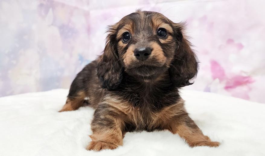 シェーデッドレッド 女の子