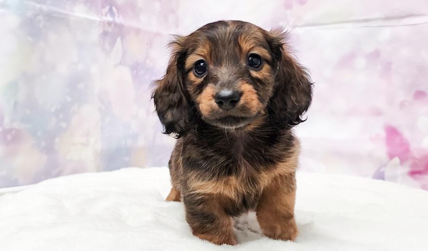 ロゼの子① シェーデッドレッド女の子