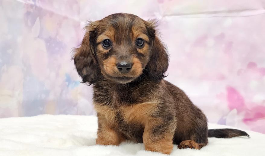 ロゼの子① シェーデッドレッド女の子