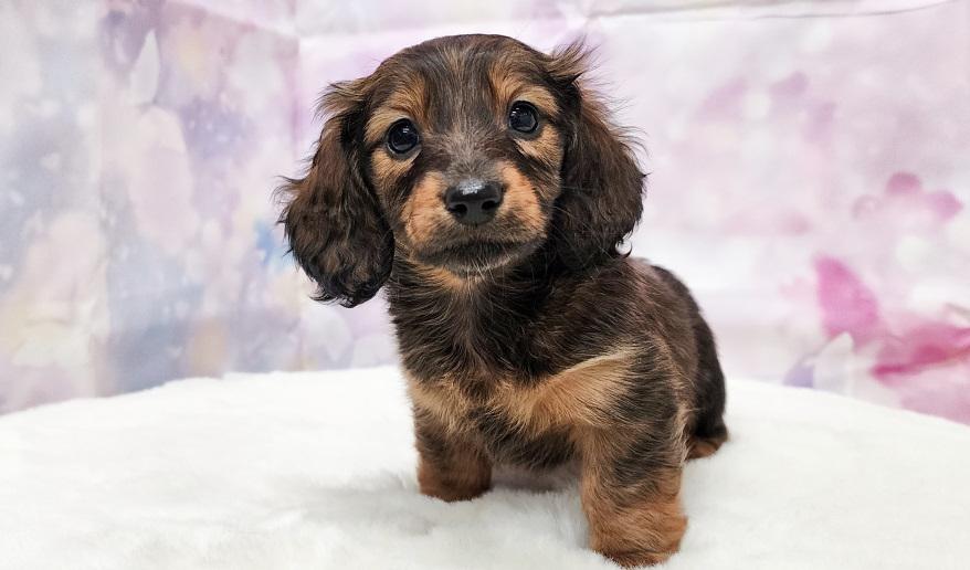 ロゼの子① シェーデッドレッド女の子