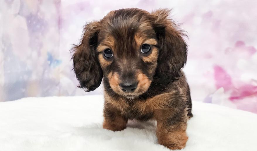 ロゼの子① シェーデッドレッド女の子