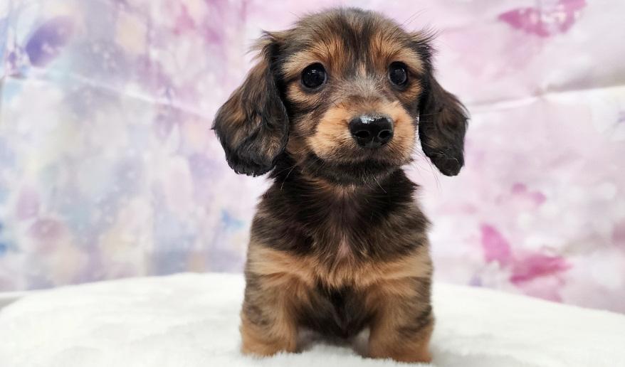 シェーデッドレッド 女の子