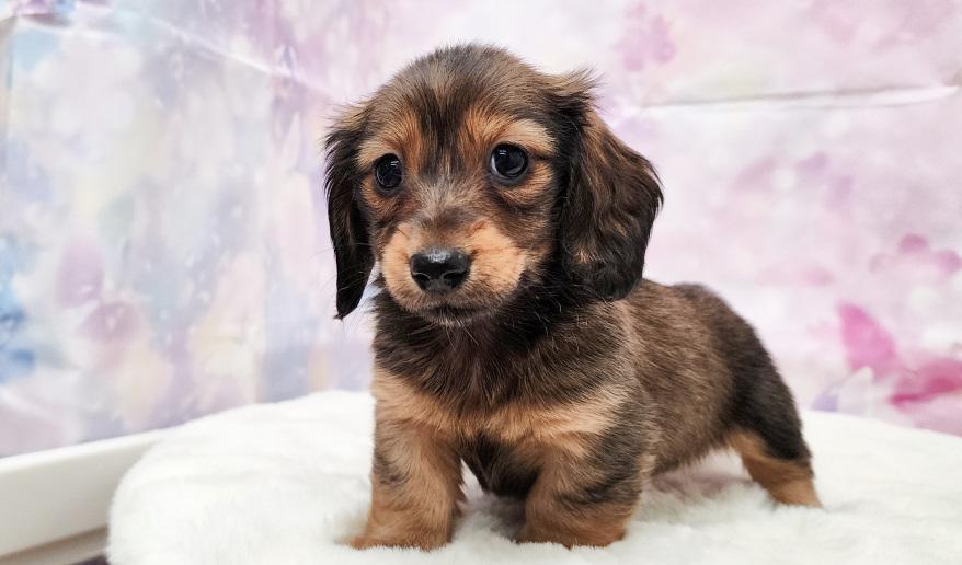 ロゼの子② シェーデッドレッド女の子