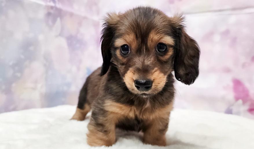 ロゼの子② シェーデッドレッド女の子