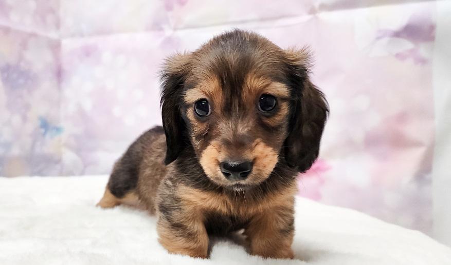 ロゼの子② シェーデッドレッド女の子