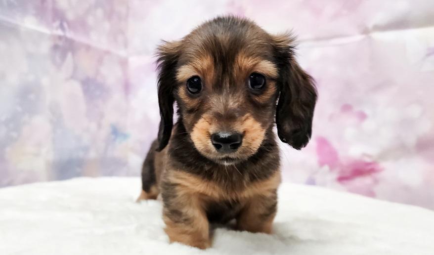 ロゼの子② シェーデッドレッド女の子