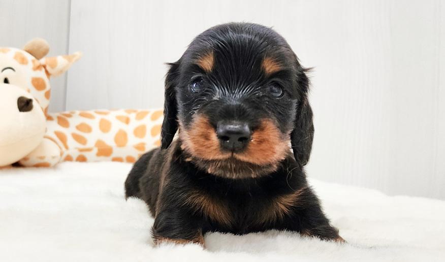 レイナスBT男の子 ブラック&タン男の子