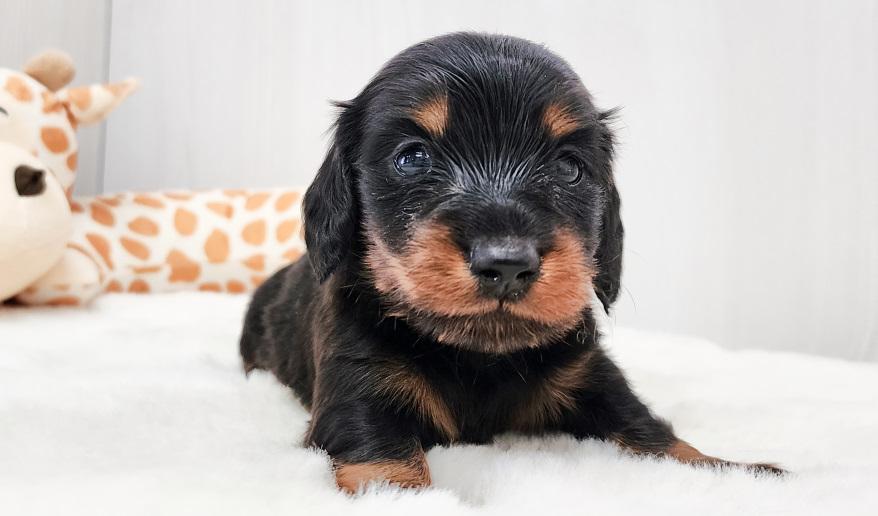 レイナスBT男の子 ブラック&タン男の子