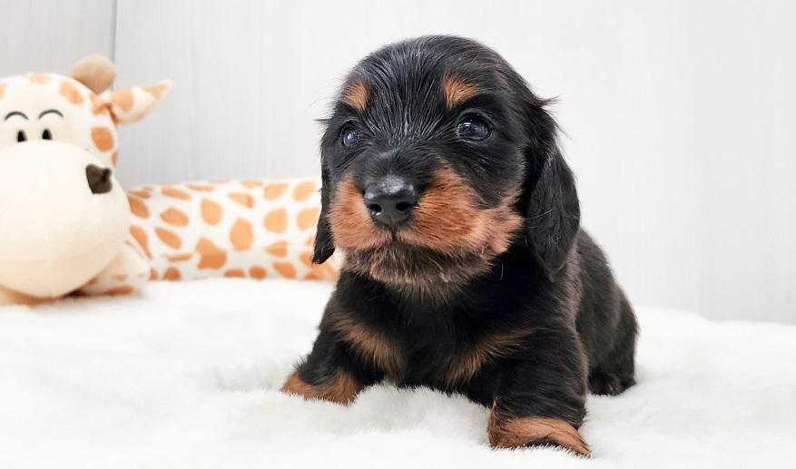 レイナスBT男の子 ブラック&タン男の子