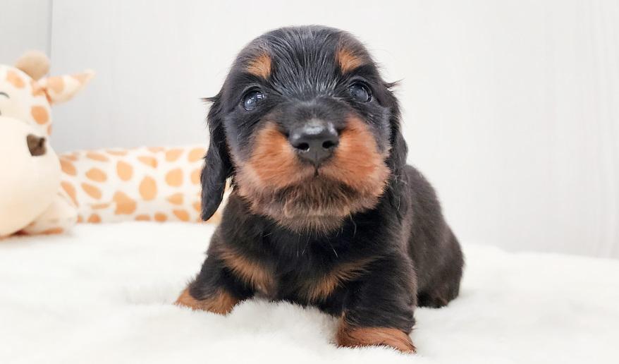 レイナスBT男の子 ブラック&タン男の子