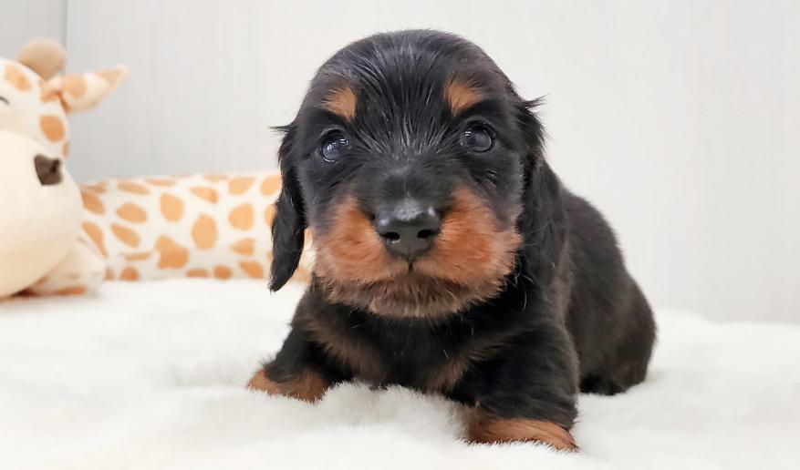 レイナスBT男の子 ブラック&タン男の子