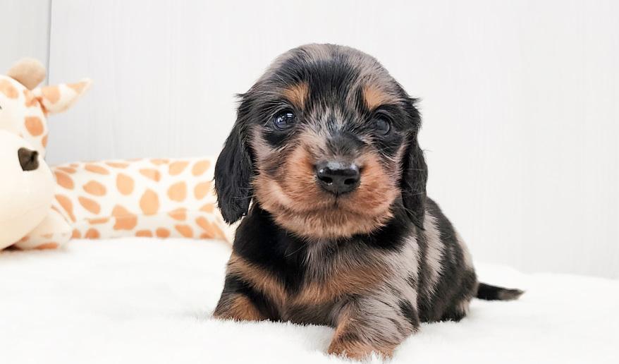 レイナス シルバーダップル男の子 シルバーダップル&タン男の子