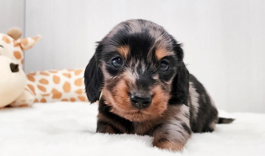 レイナス シルバーダップル男の子 シルバーダップル&タン男の子