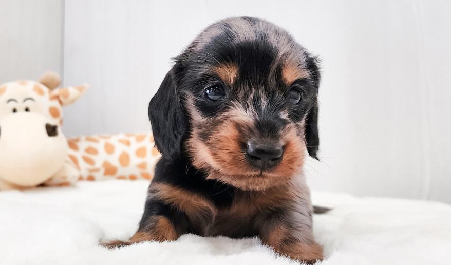 レイナス シルバーダップル男の子 シルバーダップル&タン男の子