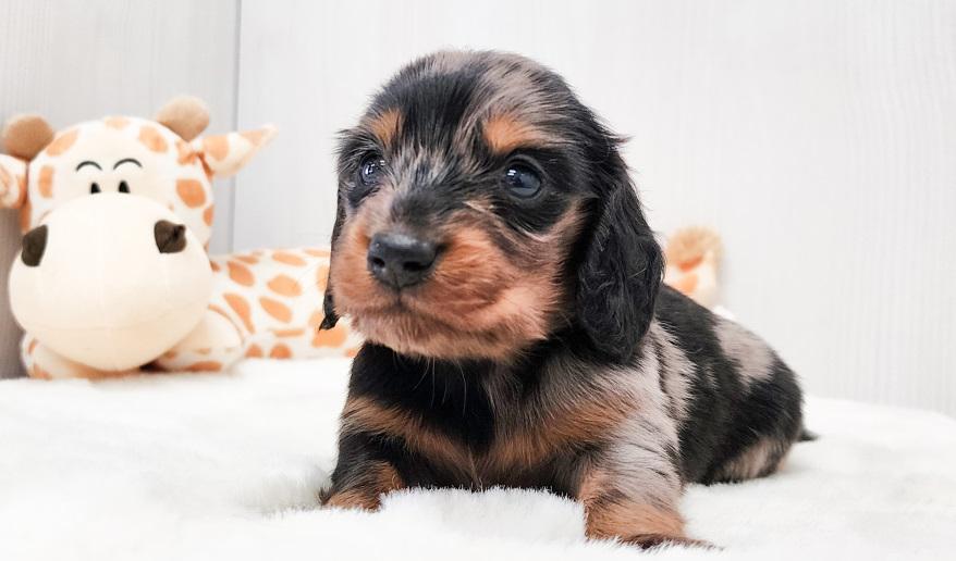 レイナス シルバーダップル男の子 シルバーダップル&タン男の子