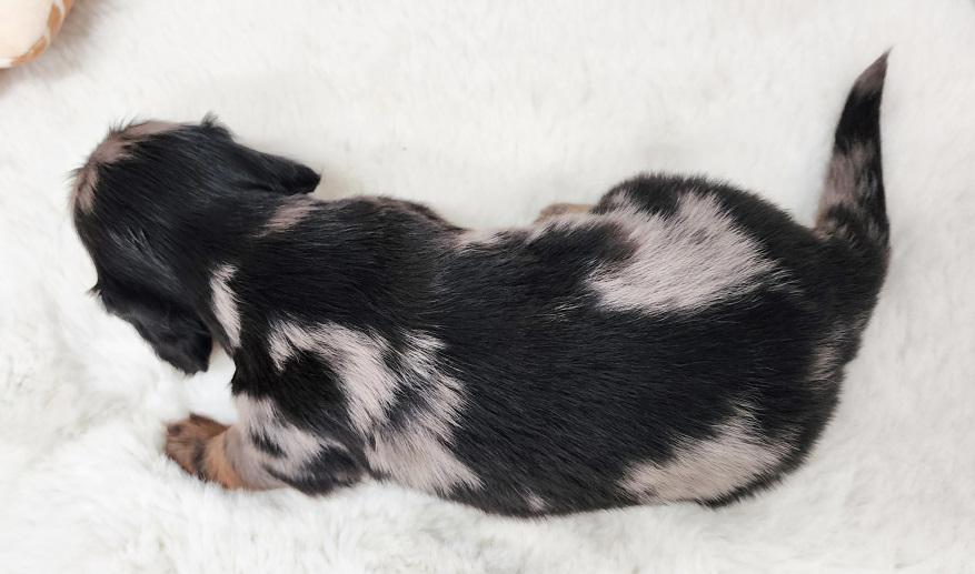 レイナス シルバーダップル男の子 シルバーダップル&タン男の子