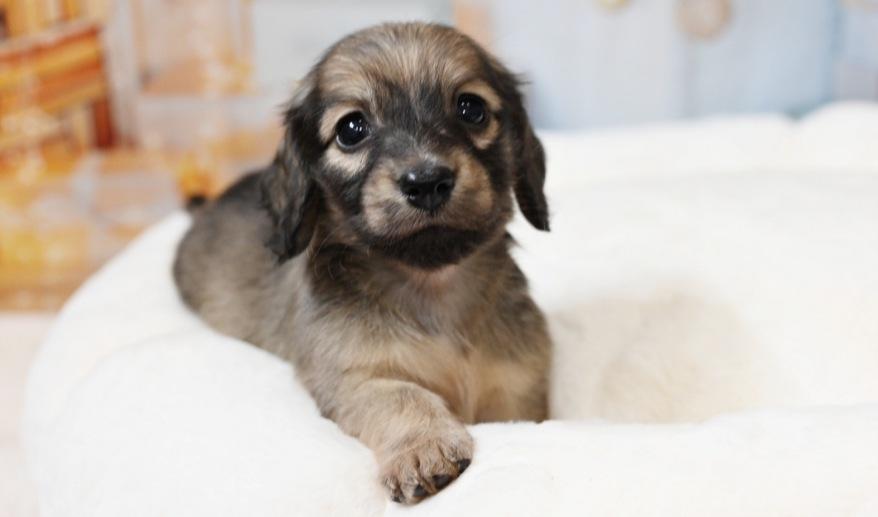 シェーデッド・イエロー 男の子