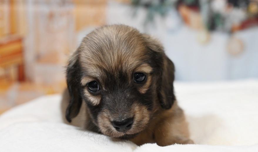 サニーのSイエロー男の子 シェーデッド・イエロー男の子