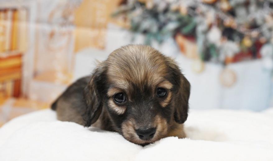 サニーのSイエロー男の子 シェーデッド・イエロー男の子