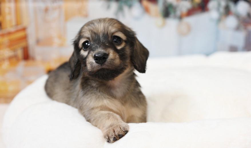 サニーのSイエロー男の子 シェーデッド・イエロー男の子