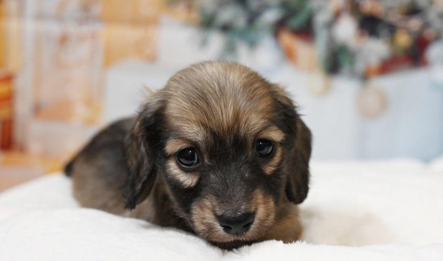 サニーのSイエロー男の子 シェーデッド・イエロー男の子