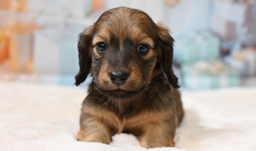 シェーデッドレッド 男の子