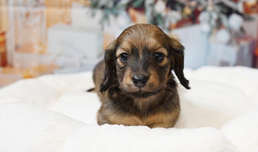 サニーのSレッド男の子B シェーデッドレッド男の子