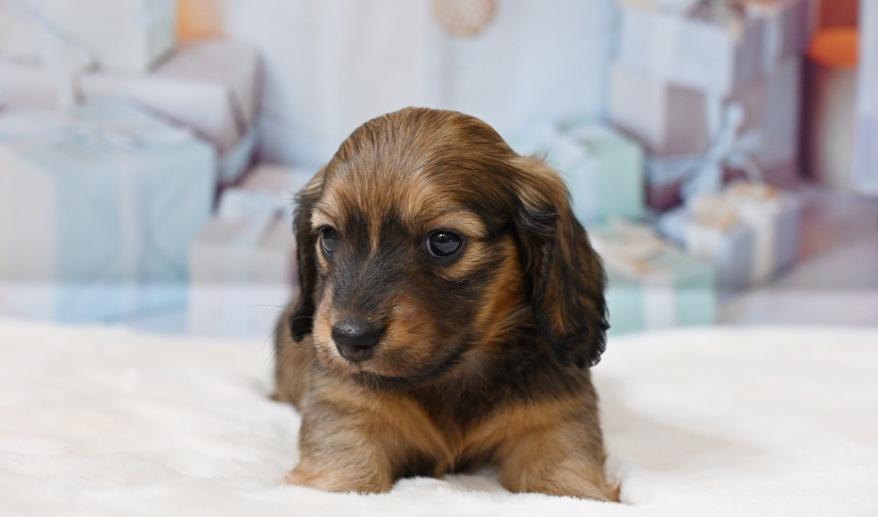 サニーのSレッド男の子B シェーデッドレッド男の子