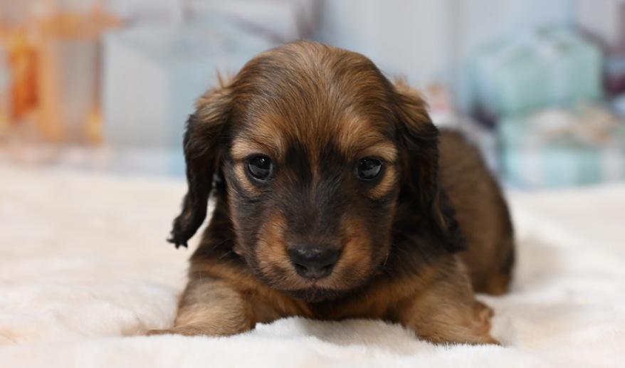 サニーのSレッド男の子B シェーデッドレッド男の子