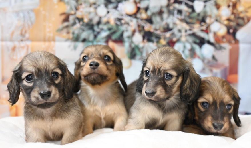 サニーのSレッド男の子B シェーデッドレッド男の子