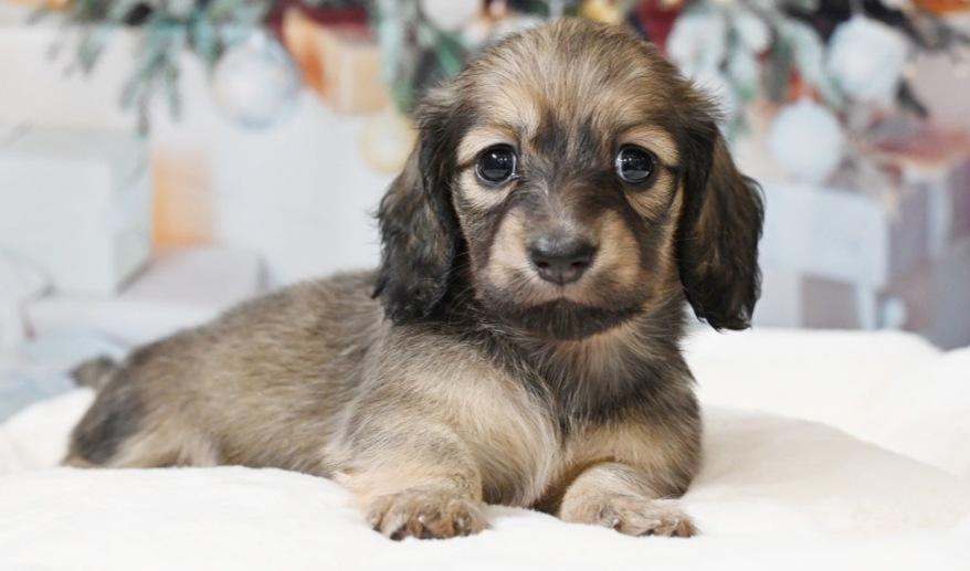 シェーデッド・イエロー 女の子