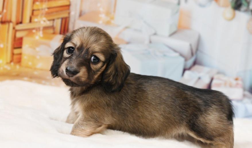 サニーのSイエロー女の子 シェーデッド・イエロー女の子