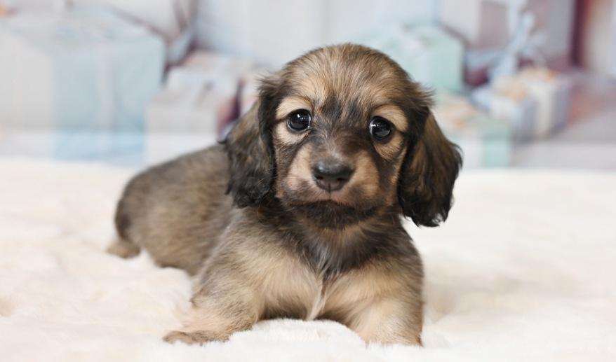 サニーのSイエロー女の子 シェーデッド・イエロー女の子