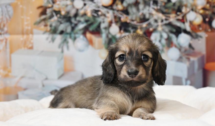 サニーのSイエロー女の子 シェーデッド・イエロー女の子