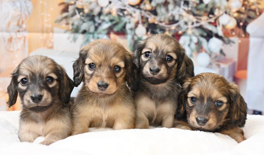 サニーのSイエロー女の子 シェーデッド・イエロー女の子