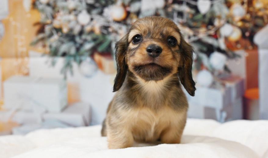 シェーデッドレッド 男の子