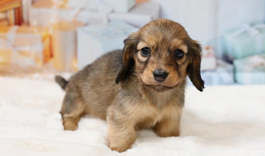 サニーのSレッド男の子A シェーデッドレッド男の子