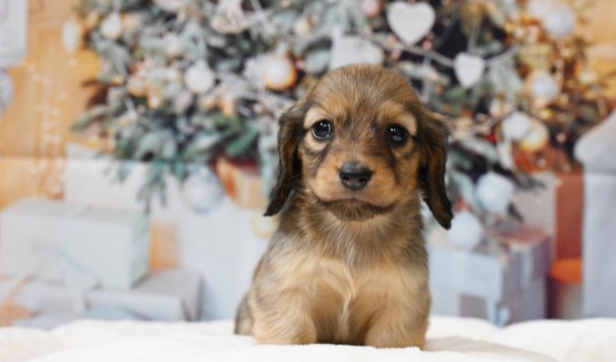 サニーのSレッド男の子A シェーデッドレッド男の子