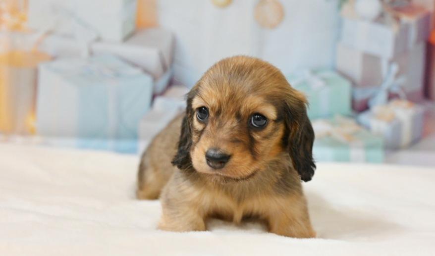 サニーのSレッド男の子A シェーデッドレッド男の子