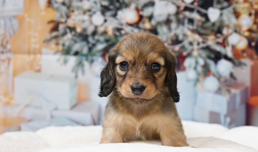 サニーのSレッド男の子A シェーデッドレッド男の子